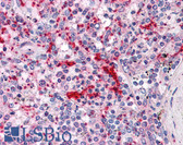 Anti-TLN1 / Talin Antibody (clone 2E10) IHC-plus LS-B4432
