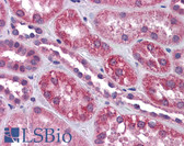 Anti-TRPC4 Antibody (C-Terminus) IHC-plus LS-B4461