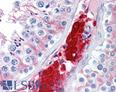 Anti-CDC123 Antibody (clone 4B9) IHC-plus LS-B4478