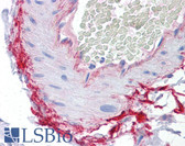 Anti-ROCK2 Antibody (clone 1E12) IHC-plus LS-B4486