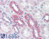Anti-TOM20 Antibody (clone 4F3) IHC-plus LS-B4488