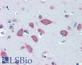 Anti-FARSB Antibody (clone 2F11) IHC-plus LS-B4489