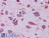 Anti-COX17 Antibody (clone 4G2) IHC-plus LS-B4490