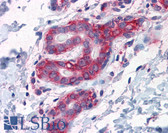 Anti-G3BP1 / G3BP Antibody (clone 2F3) IHC-plus LS-B4491