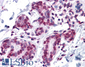 Anti-GMEB1 Antibody (clone 2A8) IHC-plus LS-B4497