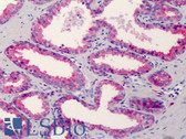 Anti-CD38 Antibody (clone HIT2) IHC-plus LS-B4500