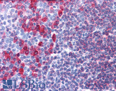 Anti-CD79A Antibody (clone HM57) IHC-plus LS-B4504