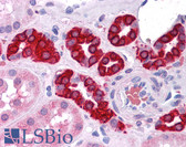 Anti-AG3 / AGR3 Antibody (clone AGR3.1) IHC-plus LS-B4510