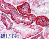 Anti-ESA / EPCAM Antibody (clone VU-1D9) IHC-plus LS-B4511