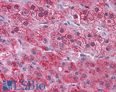 Anti-GPN1 / XAB1 Antibody (clone 3E1) IHC-plus LS-B4516