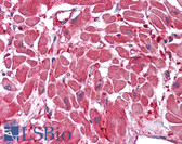 Anti-ACOT9 Antibody (clone 4E4) IHC-plus LS-B4522
