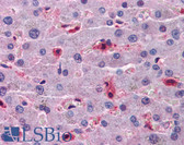 Anti-HAMP / Hepcidin Antibody (clone 1F9) IHC-plus LS-B4534