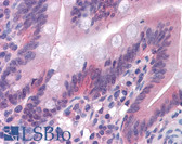 Anti-Gasdermin D / GSDMD Antibody (clone 3F12-1B2) IHC-plus LS-B4537