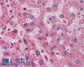 Anti-HT036 / HYI Antibody (clone 2A2) IHC-plus LS-B4539