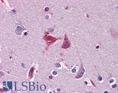 Anti-WDR20 Antibody (clone 2A6) IHC-plus LS-B4542