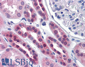 Anti-SDSL Antibody (clone M2) IHC-plus LS-B4545