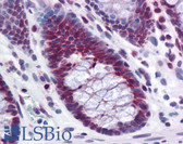 Anti-RPL39L Antibody (clone 4A8-1B6) IHC-plus LS-B4546