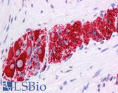 Anti-NR2E1 / TLX Antibody (N-Terminus) IHC-plus LS-B4564