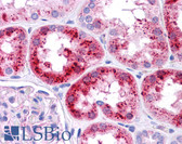 Anti-EMA / MUC1 Antibody (aa38-87) IHC-plus LS-B4587