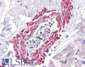 Anti-AGTR1 / AT1 Receptor Antibody (aa201-250) IHC-plus LS-B4614