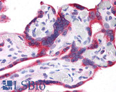Anti-Leptin Antibody (N-Terminus) IHC-plus LS-B4651