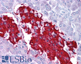 Anti-Leptin Antibody (C-Terminus) IHC-plus LS-B4652