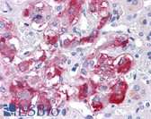 Anti-TM9SF1 Antibody (N-Terminus) IHC-plus LS-A9222