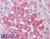 Anti-LOXL2 Antibody (Internal) IHC-plus LS-A9355