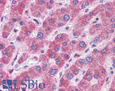 Anti-GSTM1 / MU Antibody (C-Terminus) IHC-plus LS-B4654