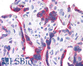 Anti-DLL1 Antibody (N-Terminus) IHC-plus LS-B4663