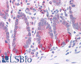 Anti-LRRC59 Antibody (N-Terminus) IHC-plus LS-B4672