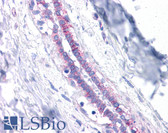 Anti-CDH1 / E Cadherin Antibody (aa503-552) IHC-plus LS-B4674