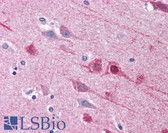 Anti-EMX2 Antibody (Internal) IHC-plus LS-B4708