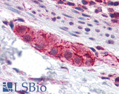 Anti-RUSC2 Antibody IHC-plus LS-B4719