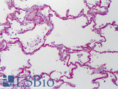 Anti-Laminin Antibody IHC-plus LS-B4736