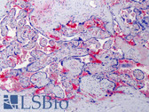 Anti-VWF / Von Willebrand Factor Antibody IHC-plus LS-B4740