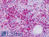 Anti-MPO / Myeloperoxidase Antibody IHC-plus LS-B4741