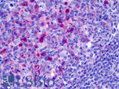 Rabbit Anti-Human IgA Secondary Antibody LS-B4746