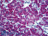 Anti-KLK13 / Kallikrein 13 Antibody (aa262-277) IHC-plus LS-B4756