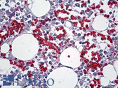 Anti-RBC / Red Blood Cells Antibody IHC-plus LS-B4777