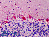 Anti-COPS5 / JAB1 Antibody (clone 8H8.5) IHC-plus LS-B4786