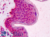 Anti-RAD51 / RECA Antibody (clone 13E4) IHC-plus LS-B4787