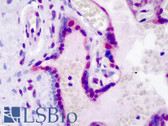 Anti-LEO1 Antibody (phospho-Ser10) IHC-plus LS-B4804