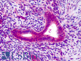 Anti-OLIG1 Antibody (aa77-91) IHC-plus LS-B4806