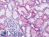 Anti-Basigin / Emmprin / CD147 Antibody (N-Terminus) IHC-plus LS-B4808