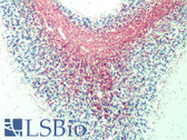 Anti-Myelin Basic Protein / MBP Antibody (aa82-87, clone 12) IHC-plus LS-B4814