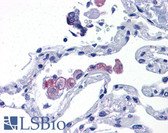 Anti-TLR7 Antibody (aa900-950) IHC-plus LS-B4828