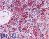 Anti-MPP5 Antibody IHC-plus LS-B4831