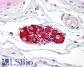 Anti-RAD51AP1 Antibody IHC-plus LS-B4839