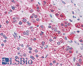 Anti-PDGFRA / PDGFR Alpha Antibody IHC-plus LS-B4840